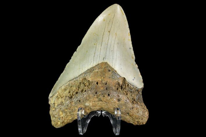Fossil Megalodon Tooth - North Carolina #109832